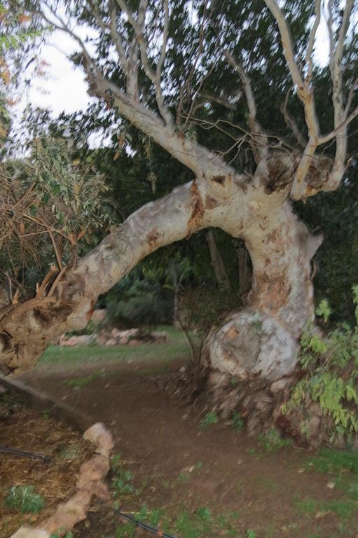 Bentwood Olive Grove Accommodation Greenough Oda fotoğraf