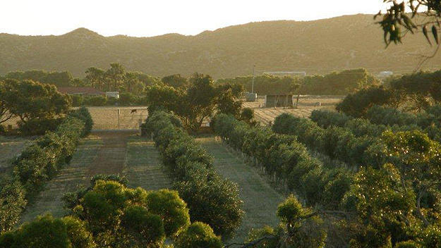 Bentwood Olive Grove Accommodation Greenough Dış mekan fotoğraf